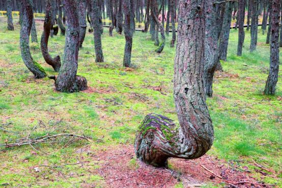 世界上最丑的森林,每棵树都东倒西歪,至今还是未解之谜