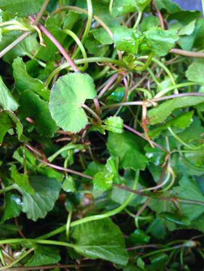 南方一种野菜叫马蹄菜河边常见但识货的人少价值高遇到采一点