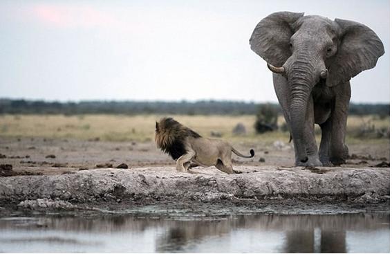 这只狮子"视水如命",忘情饮水,差一点被大象踩死