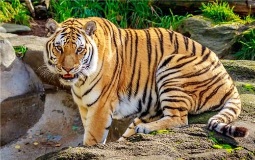 为何老虎被称为百兽之王?把它的毛给剃光后,就知道真相了