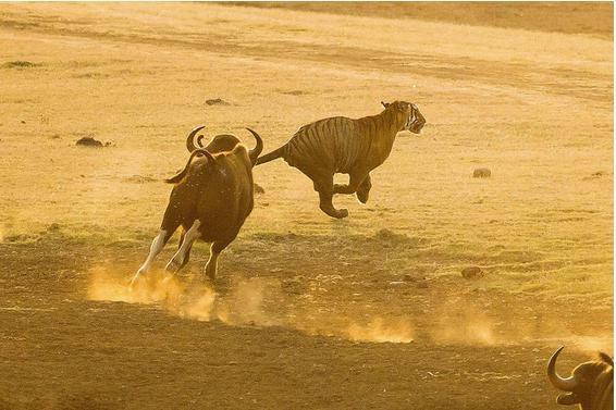 老虎看到野牛群朝着自己走过来,自知寡不敌众,立刻开跑.