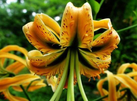 百合花有多少品种,百合花品种图片大全