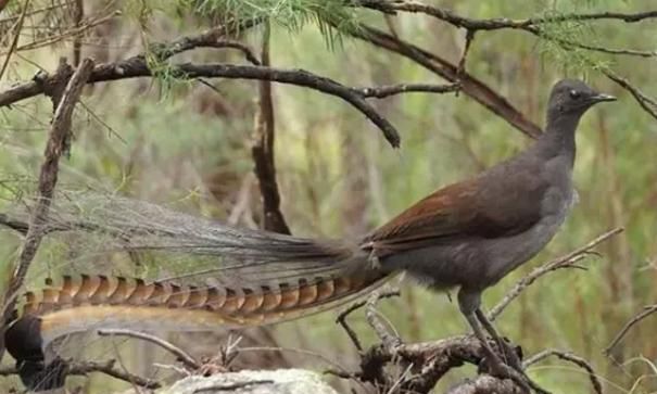 澳洲出现新物种,游客竟被吓了一跳:这是蛇鸟?