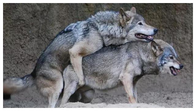 狼狈为奸中的狼都认识狈又是什么生物这次真的涨知识了