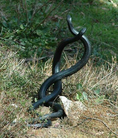 女子在后院清理杂草,看见两条蛇缠在一起,上网一查女子不再淡定