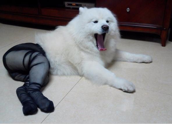 女子给萨摩耶穿上黑色丝袜以后整个画面令人不忍直视