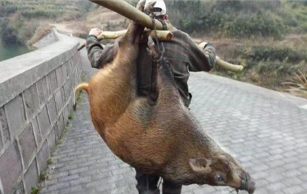 野猪被王大爷拿木棍打到腿了,跑不动了,王大爷直接徒手把野猪按地上"