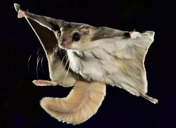 西伯利亚鼯鼠既会卖萌,又是会飞的"飞鼠"|鼯鼠|西伯利亚|滑翔_新浪