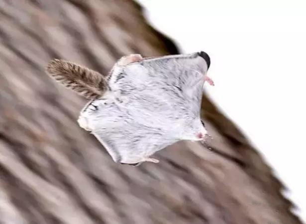 西伯利亚鼯鼠既会卖萌,又是会飞的"飞鼠"