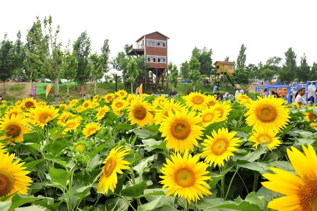 创新优化招商引资方式,今年巨鹿"两节"将云端出彩|疫情|巨鹿|巨鹿县