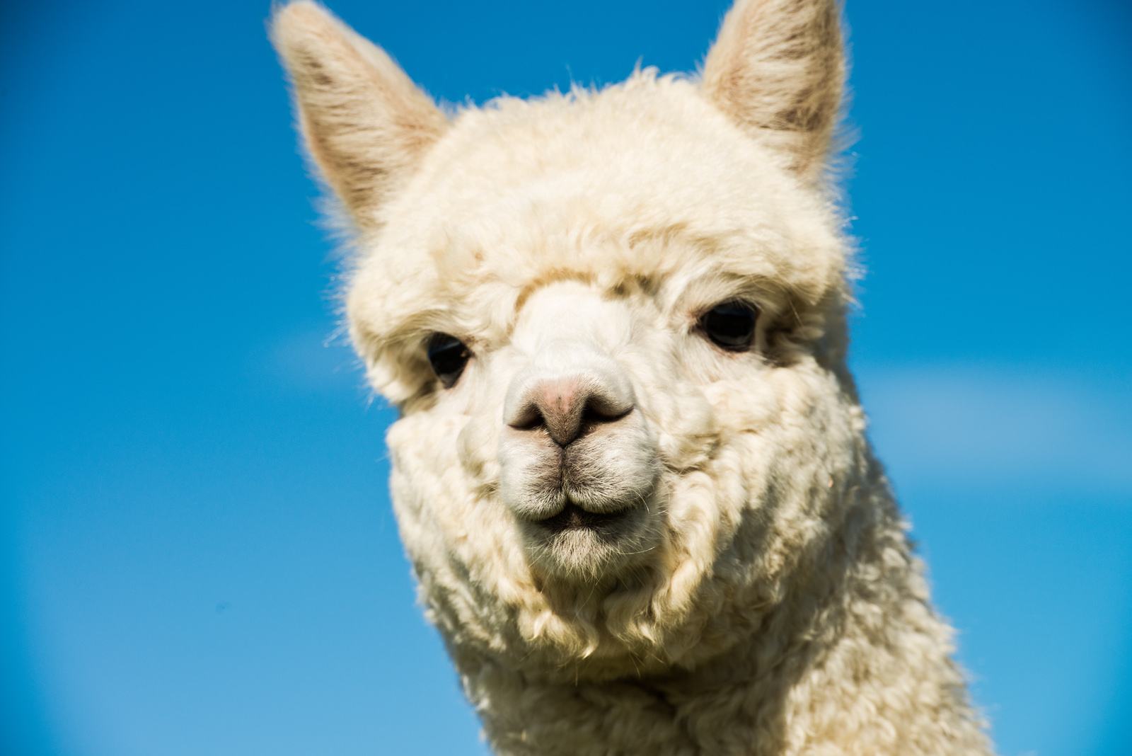 养羊驼当宠物是一种怎样的快乐体验