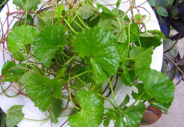 南方一种野菜叫马蹄菜河边常见但识货的人少价值高遇到采一点