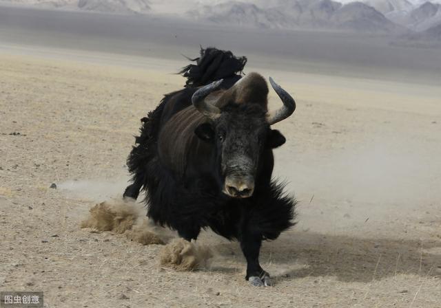在羌塘无人区有一种最危险的动物它就是落单的野牦牛