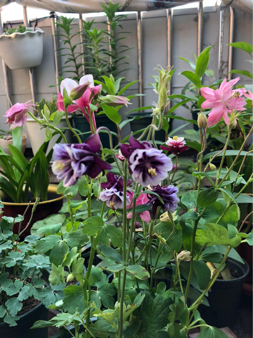 耧斗菜究竟是菜还是花开花独特迷人眼现在正是花期