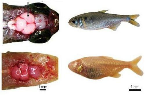 人老糊涂,鱼老也糊涂不信请看看大脑!