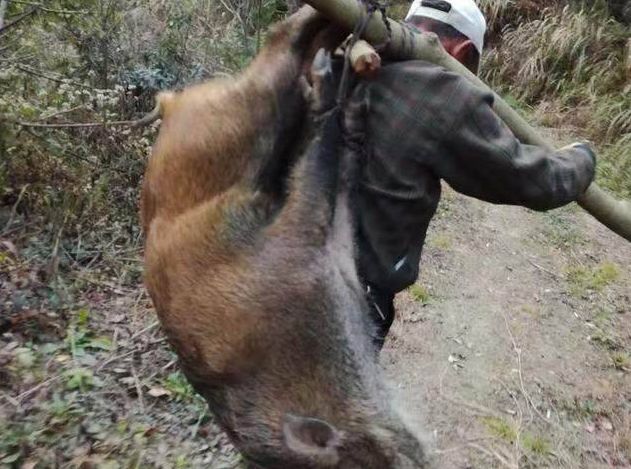 农村大爷徒手抓到野猪,还自己背回家,过年有肉了