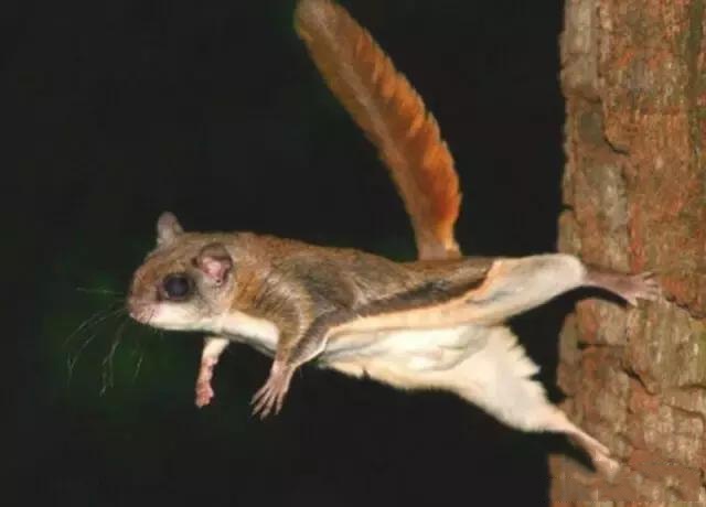 西伯利亚鼯鼠既会卖萌,又是会飞的"飞鼠"