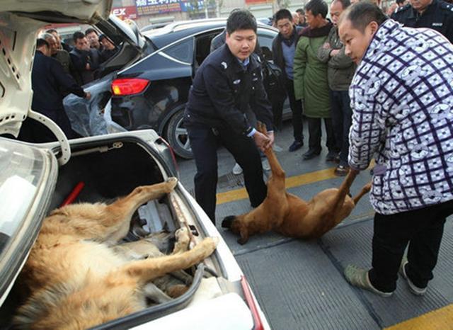 几十条狗狗被人打死藏于后备箱,眼前的一幕令人心痛!