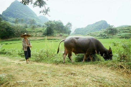 老汉赶牛进牛栏,牛始终不肯进去,老汉进牛栏后蒙了