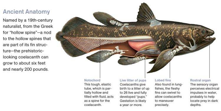 生物学家:这种鱼已灭绝至少6500万年,为何又重现地球了?