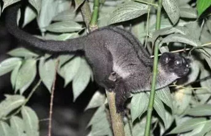 图二比大熊猫还珍贵, 黑市售价过百万|黑市|大熊猫|白颈长尾雉_新浪