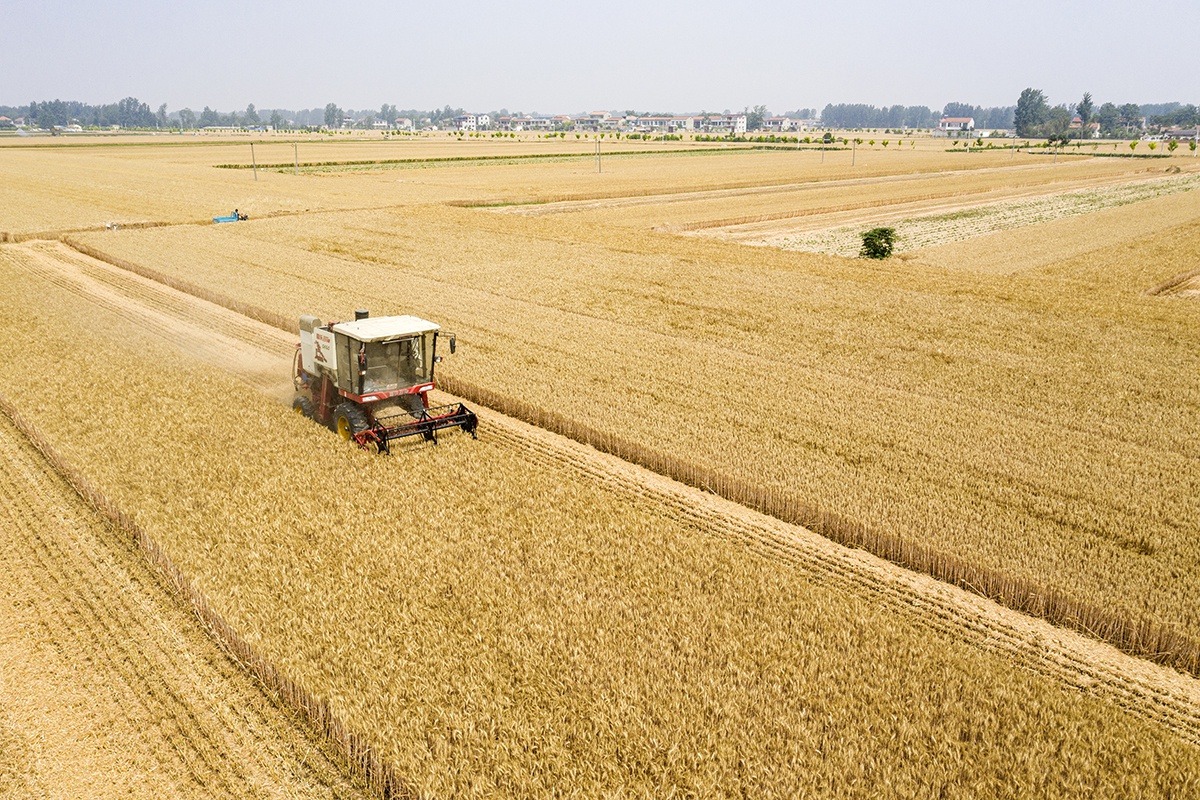 河南大姐真勤快,搁置收割机用镰收小麦,究竟是为了啥