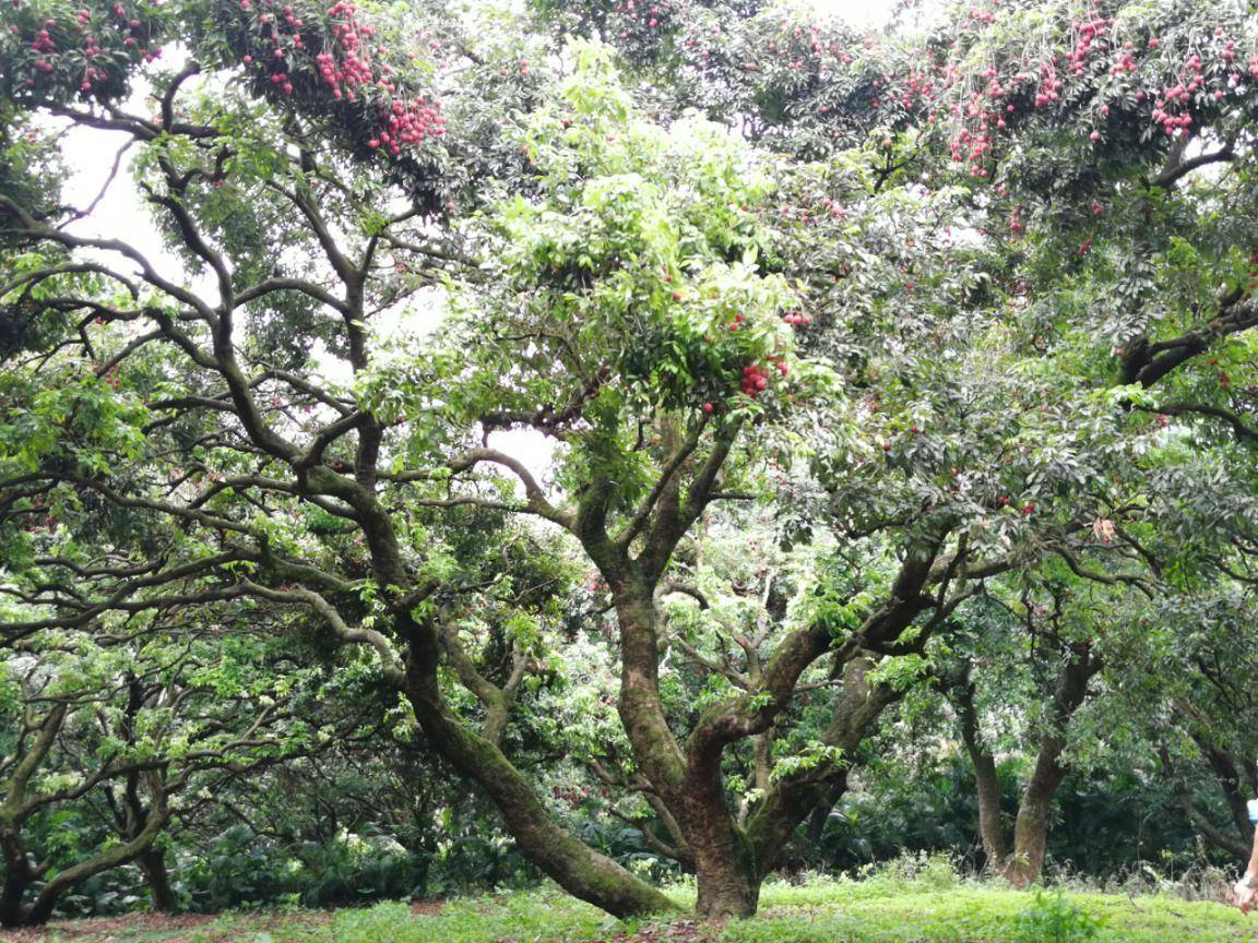 300年南山老树荔枝6月10日上市