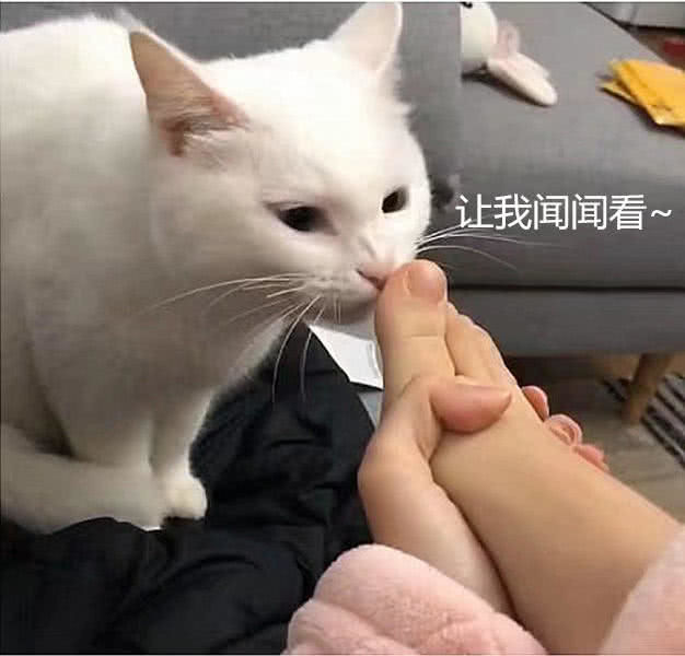 女子故意让猫咪闻自己的脚,猫咪的反应过于真实,真的辣眼睛