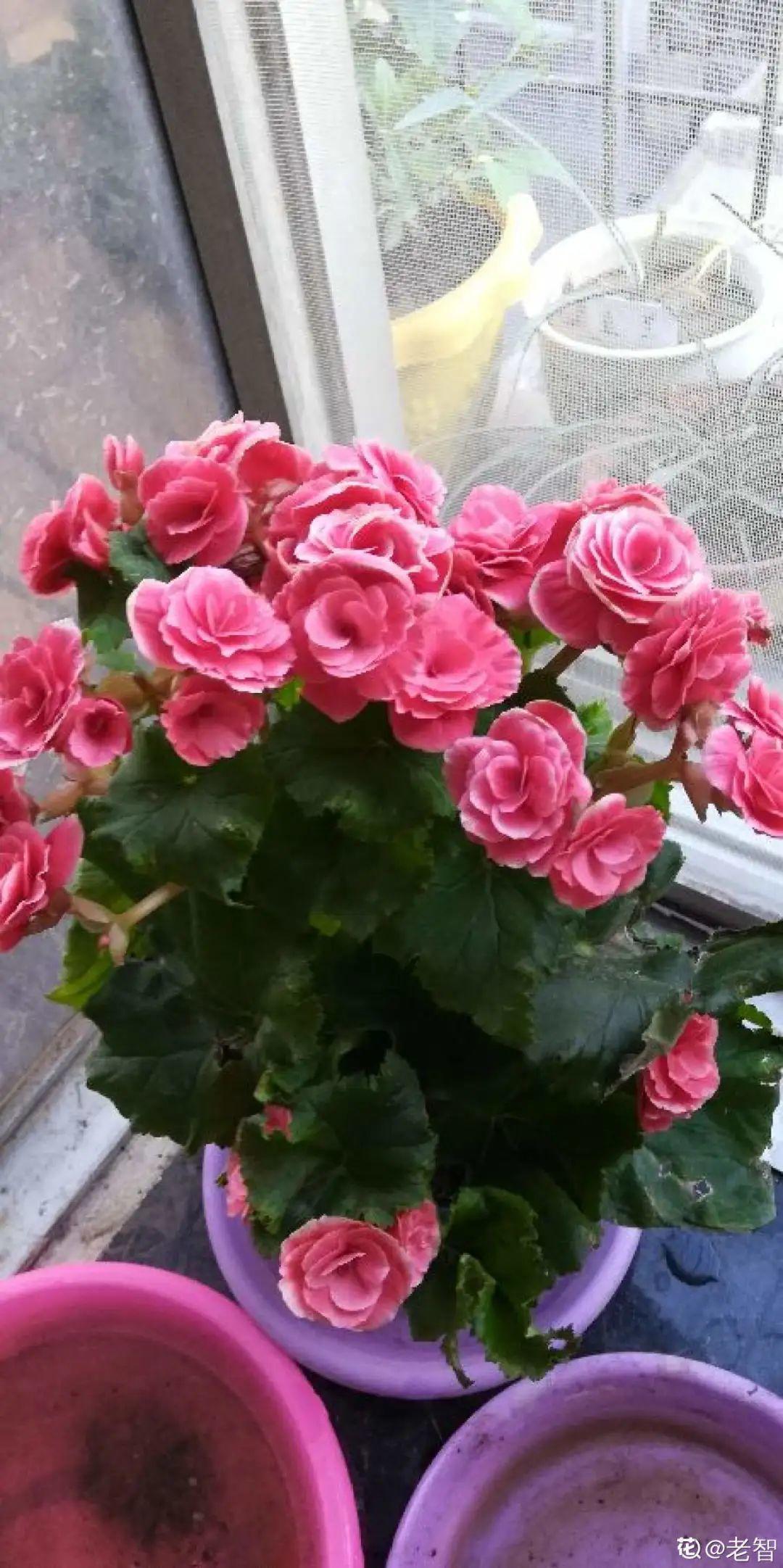 6种花天一热就死,现在别买了,简直浪费钱!