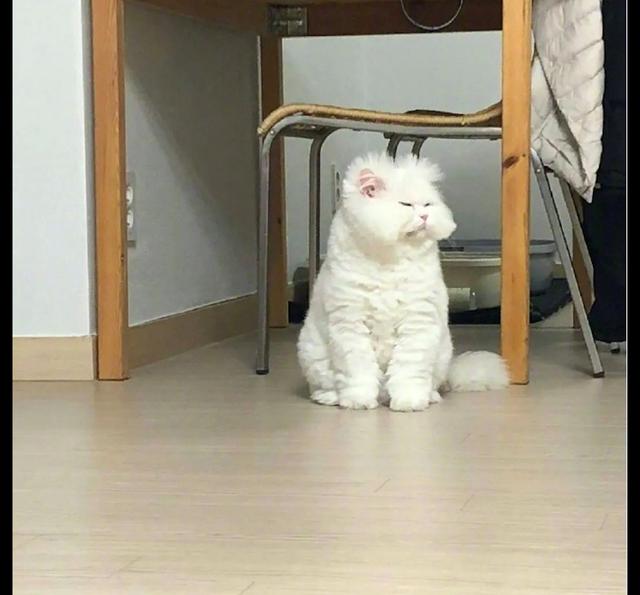 猫咪醒来后一脸犯困的表情,头发都炸起来了,好像刚起床的我!