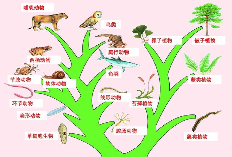 灭绝生物出现是好事情,至少能说明下生态系统对它们的适应程度很好,而