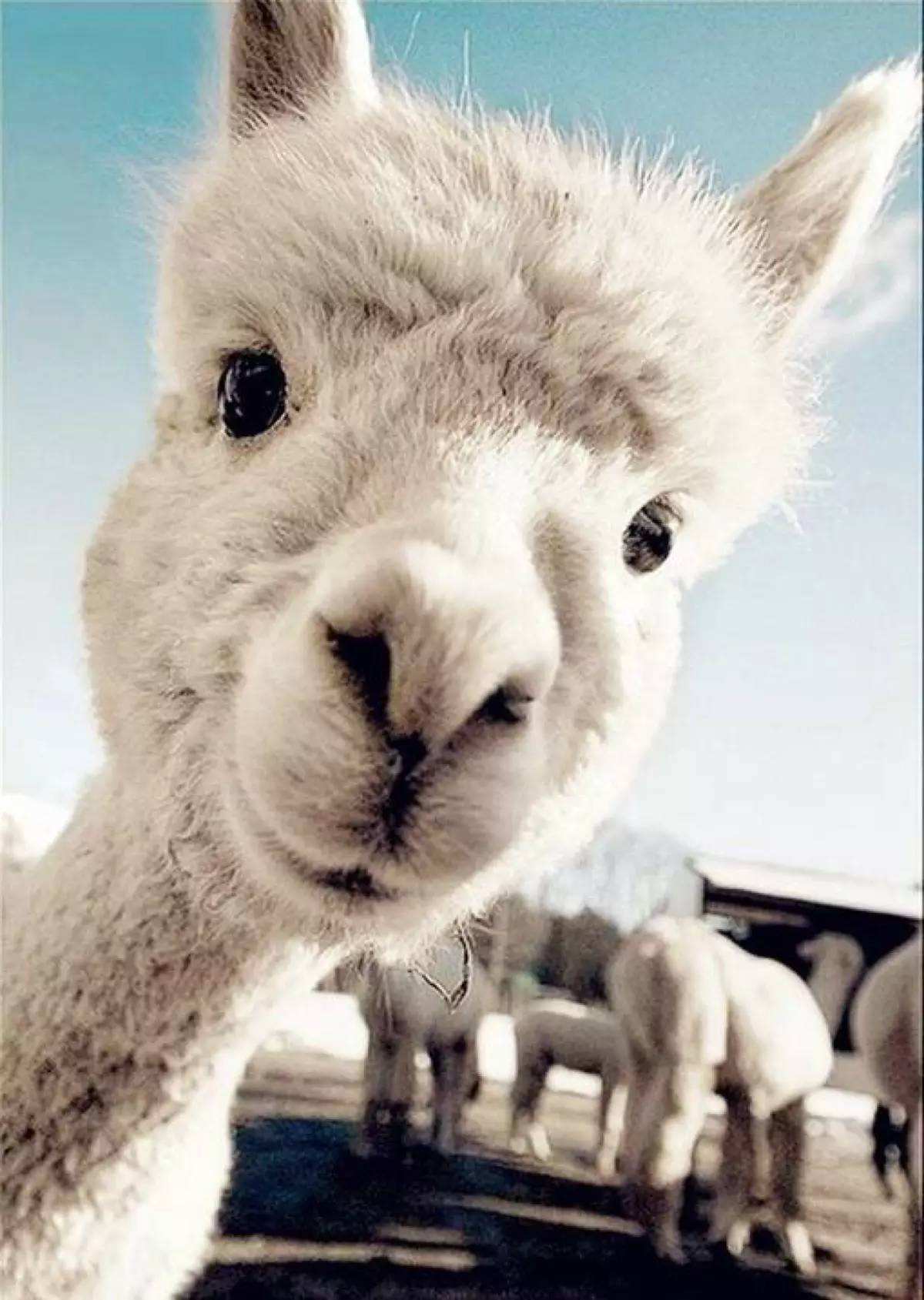 养羊驼当宠物是一种怎样的快乐体验