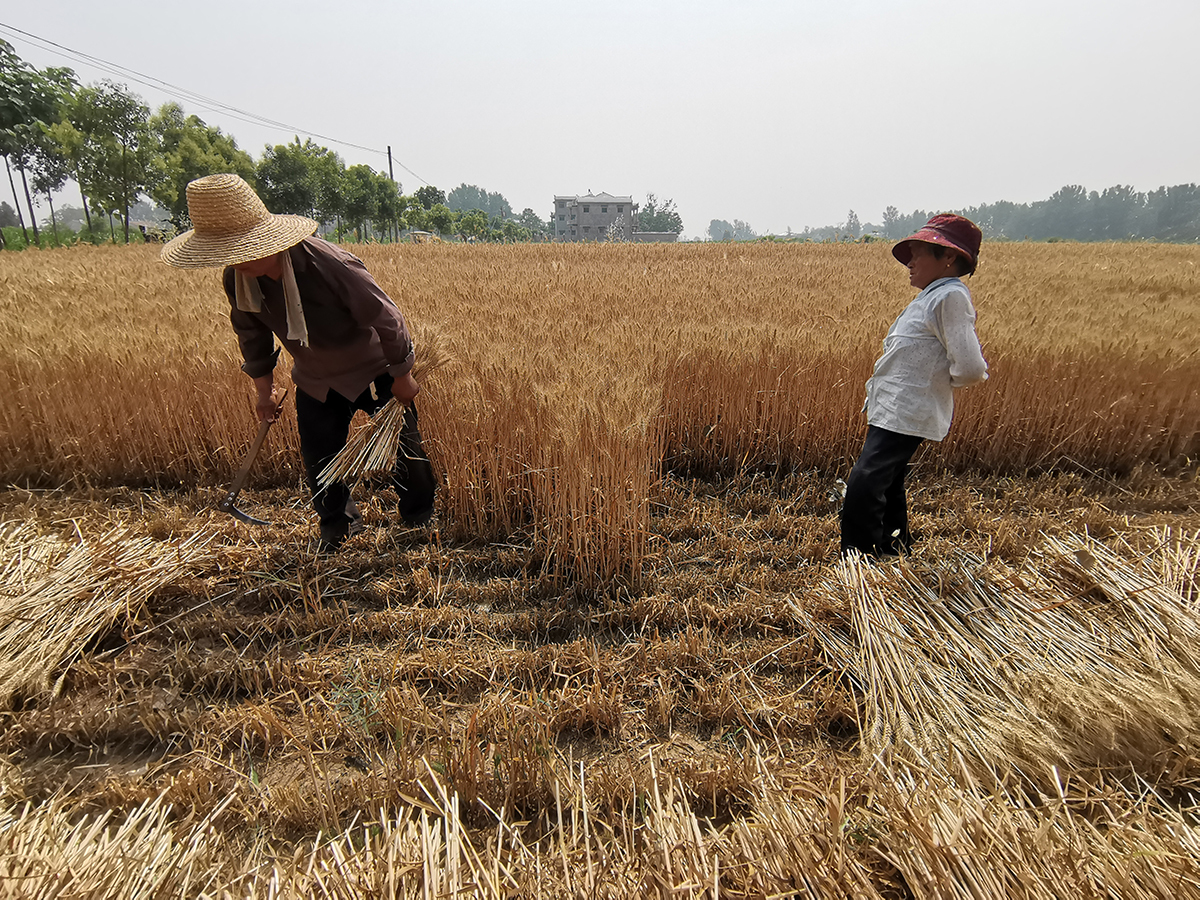 河南大姐真勤快,搁置收割机用镰收小麦,究竟是为了啥