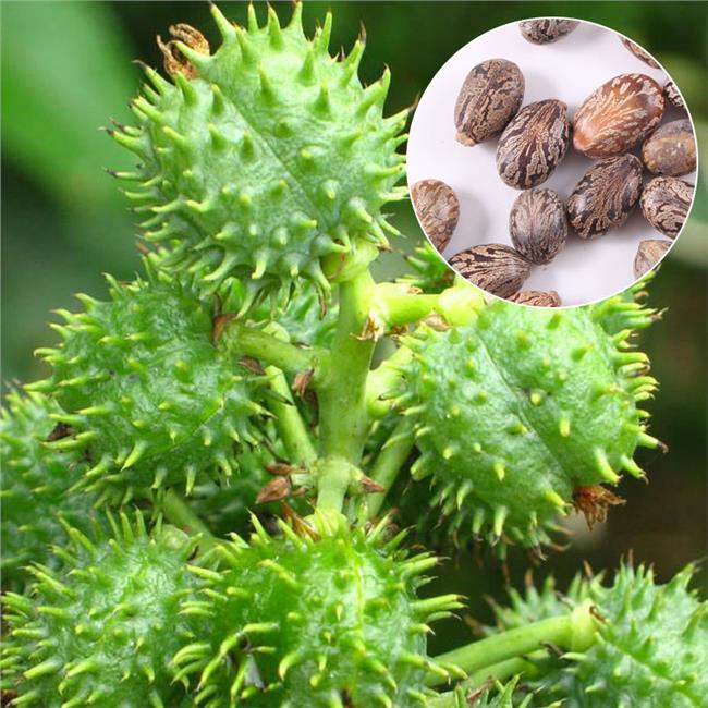 平时被人用来榨油的植物,原来是生化武器,在农村很常见