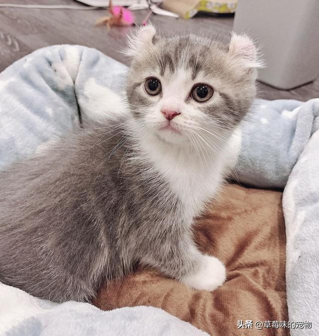 网友新买了只小猫咪,它竟长了一对奇怪的耳朵,太可爱了吧