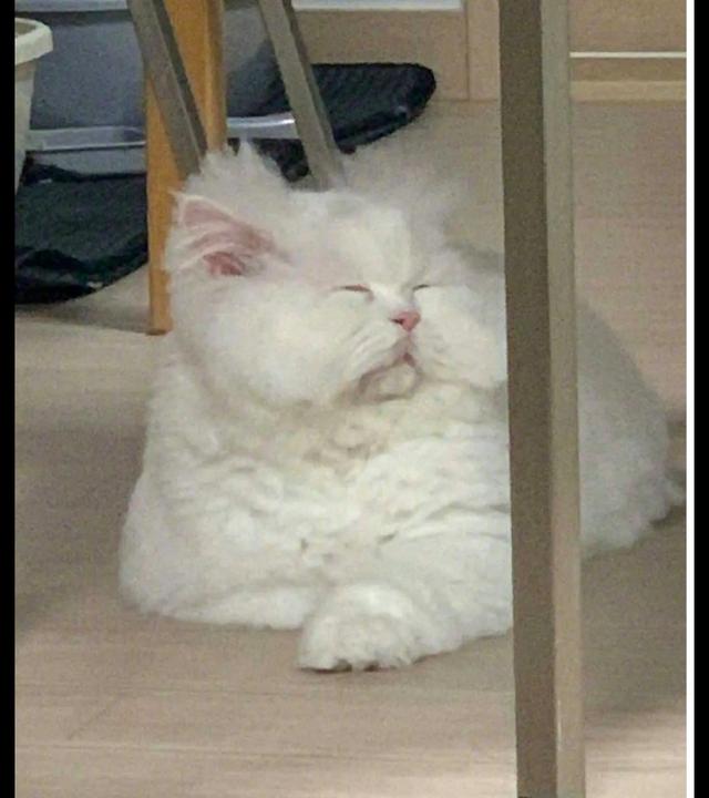 猫咪醒来后一脸犯困的表情,头发都炸起来了,好像刚起床的我!