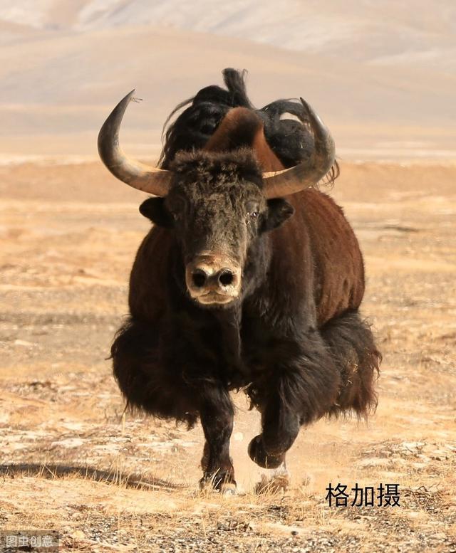 在羌塘无人区有一种最危险的动物它就是落单的野牦牛