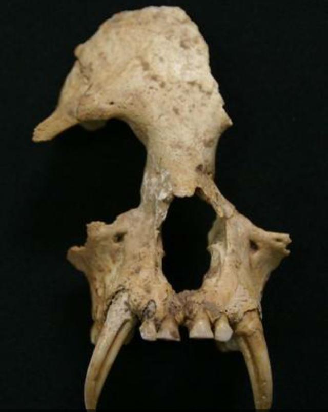 秦朝古墓中出现神秘头骨,国内专家不知原因,美国专家却一针见血