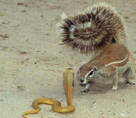 跟蛇的天敌猫鼬走得近地松鼠都能降服毒蛇