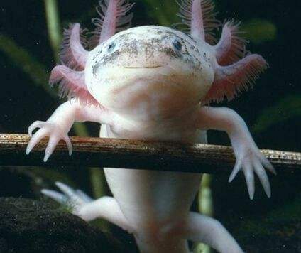 世界上最像"龙"的动物,全身只有30厘米,寿命却长达100年