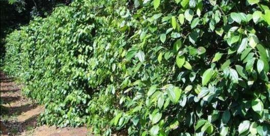 胡椒高产栽培技术 值得收藏 胡椒 植株 定植 新浪新闻 胡椒高产栽培技术 值得收藏 胡椒 植株 定植 新浪新闻