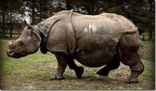 1922年以前被狂杀滥杀|犀牛|中国犀牛|犀牛角_新浪新闻