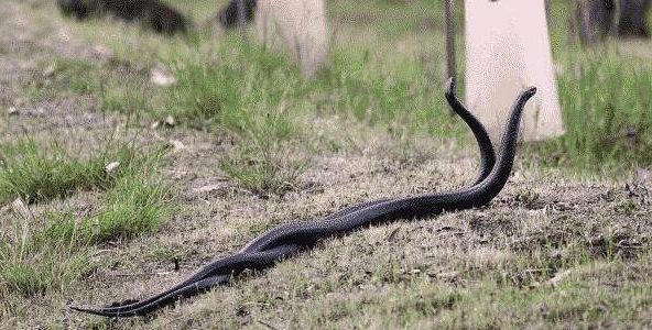女子在后院清理杂草,看见两条蛇缠在一起,上网一查女子不再淡定
