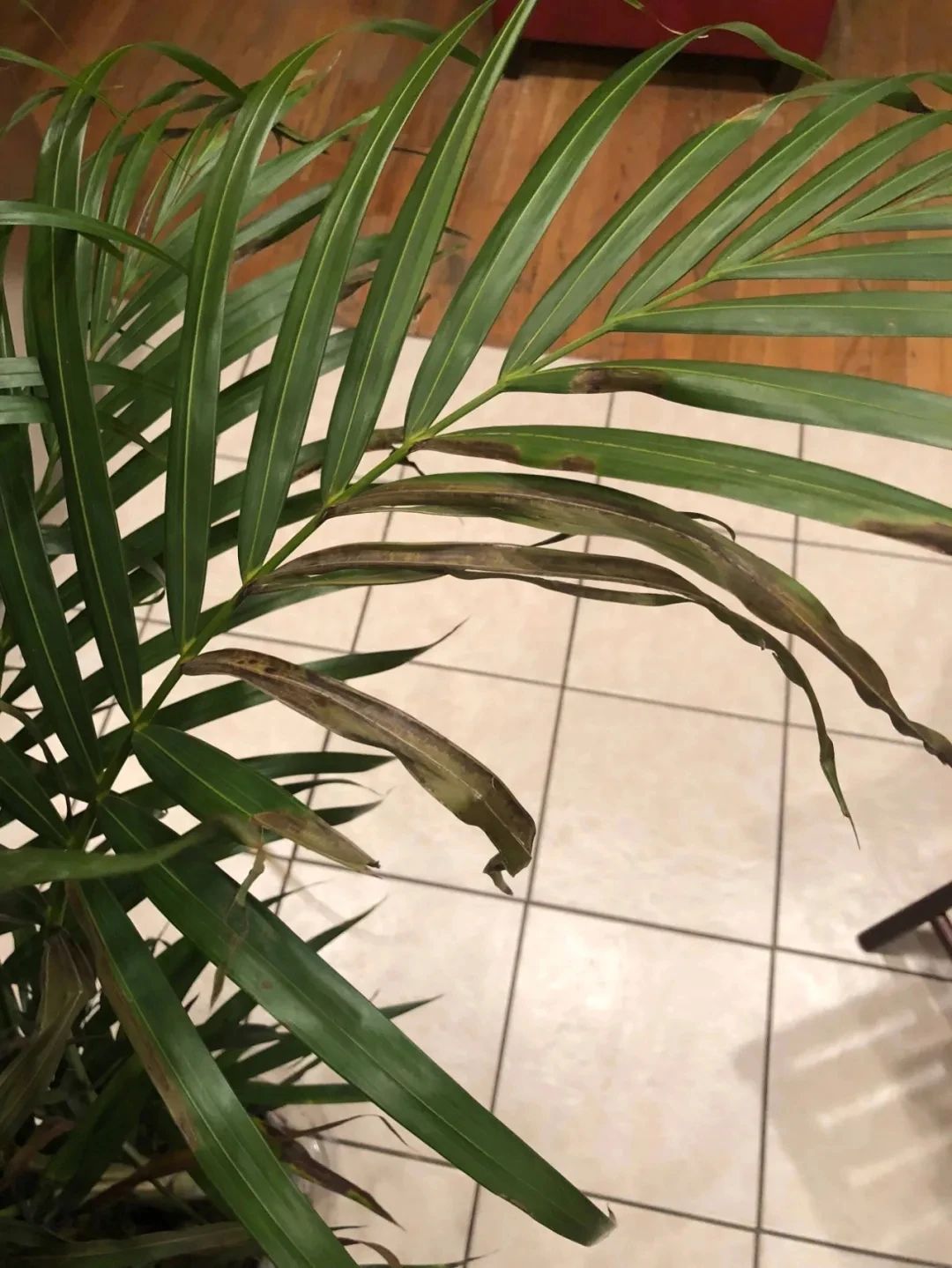 室内养的盆栽散尾葵叶子莫名其妙就发黄枯萎了啥情况