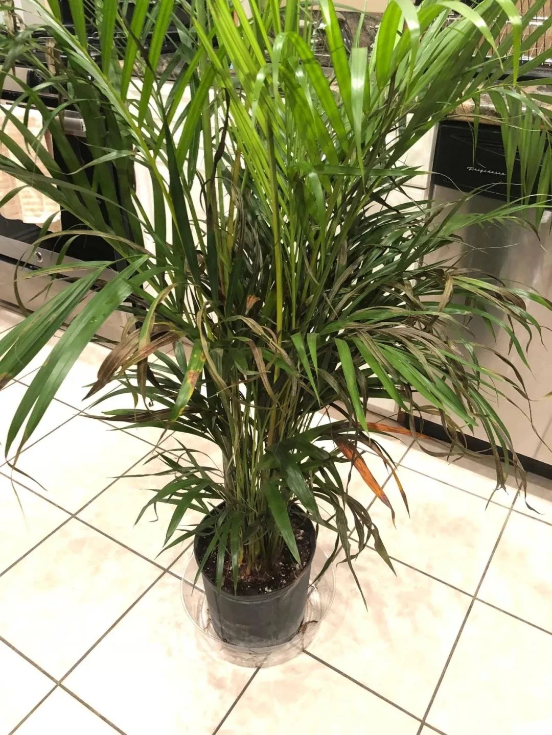 室内养的盆栽散尾葵叶子莫名其妙就发黄枯萎了啥情况