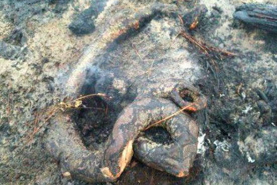 一场大火过后,树林现诡异"焦尸",男子上前查看情绪失控|大猩猩|树林|