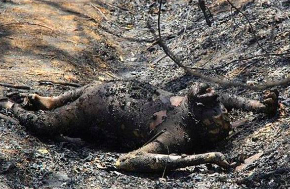 自然火灾,等到大火熄灭后,守林人来到着火地点,却发现了诡异的"焦尸"