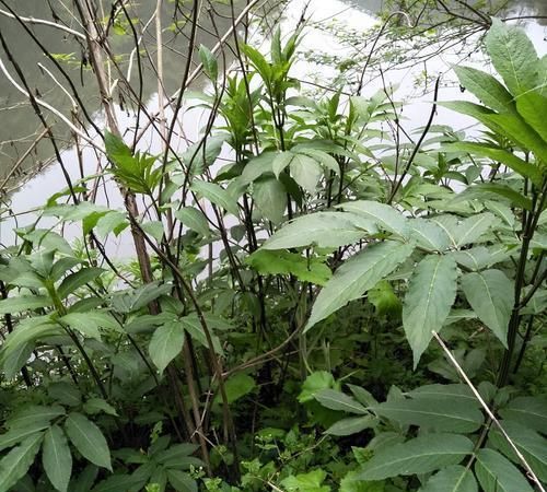 七角风乡下1常见野草中医用它治疗风湿骨痛和跌打损伤