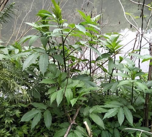 七角风乡下1常见野草中医用它治疗风湿骨痛和跌打损伤