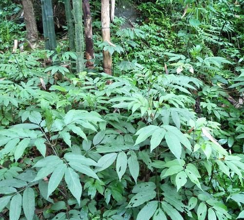 七角风乡下1常见野草中医用它治疗风湿骨痛和跌打损伤